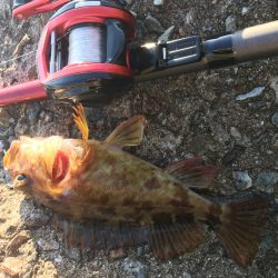 ガシラ大漁穴釣り